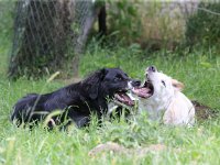 Puppys van Bliss040622-0075